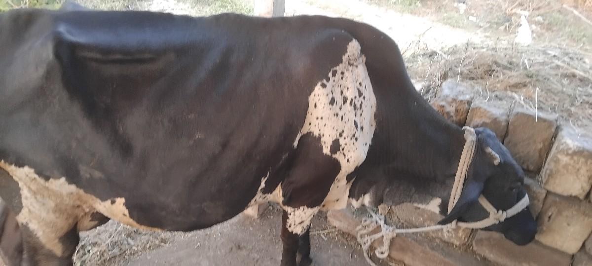 ગાય. એચબ.વેચવાની. છે