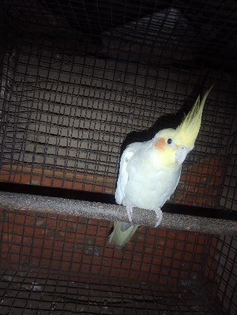 ટોપ ટેન વેચવાના છે