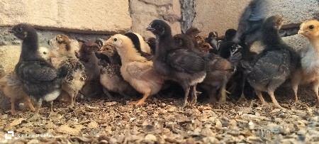 દેશી સોનાલી બચા વેસવા ના શે