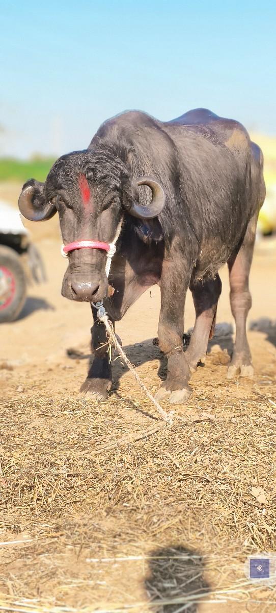 थंबनेल 3