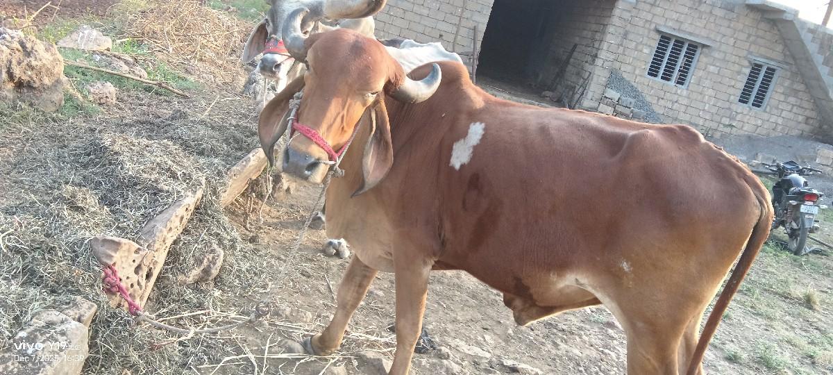 थंबनेल 2