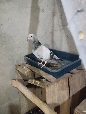 કબુતર દેવાના છે