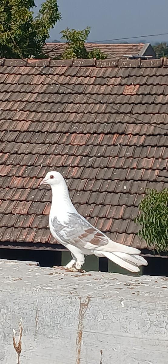 khota phone no karva