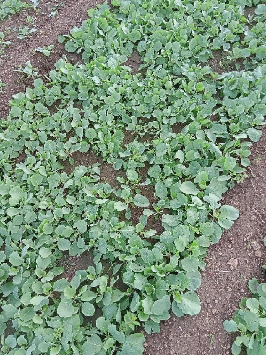 જમીન લેવા માટે મળો