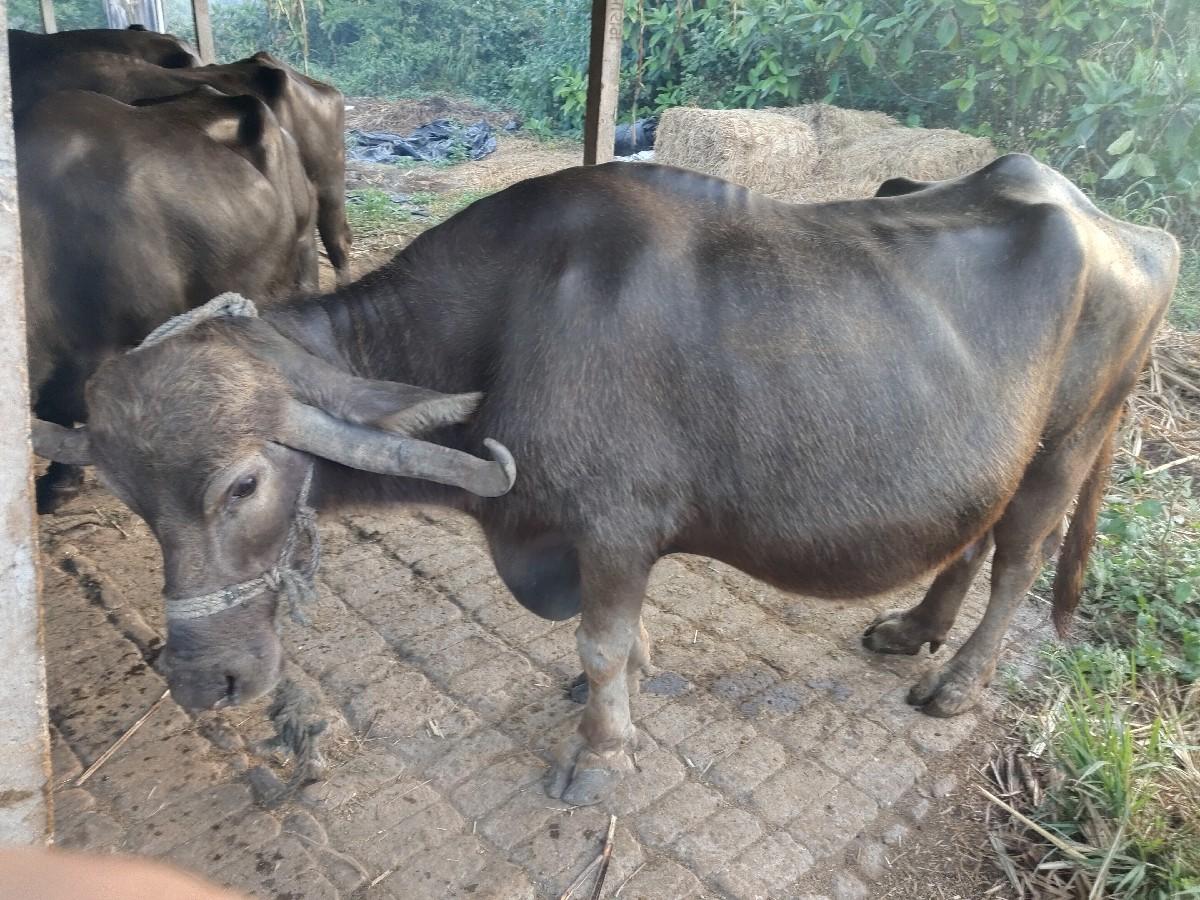 थंबनेल 3