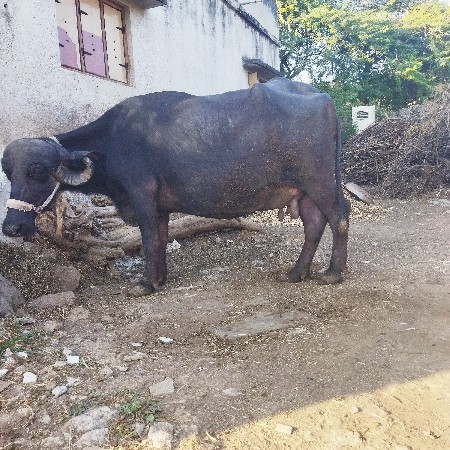 ભેશવેશવાનિછે