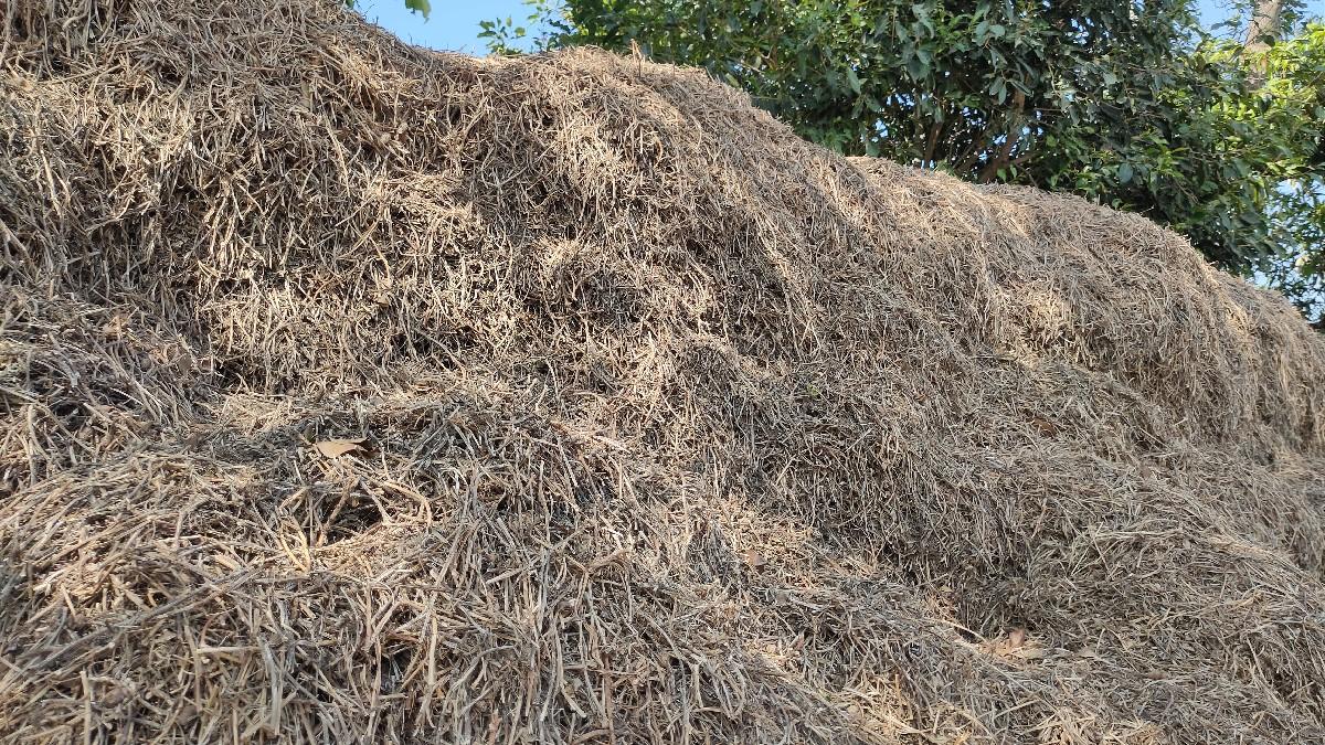 માંડવી નો ચારો વેચવાનો છે.