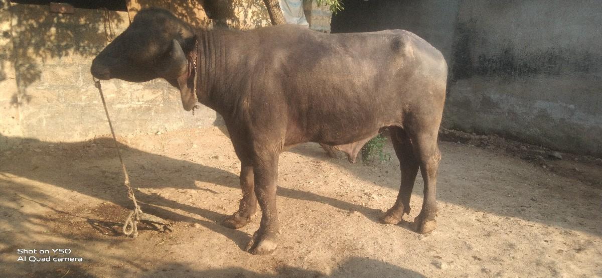 થંબનેલ 2