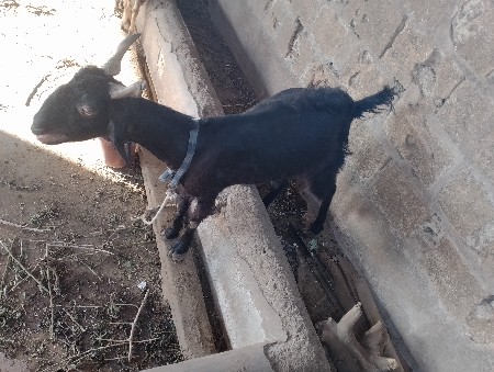 થંબનેલ 2