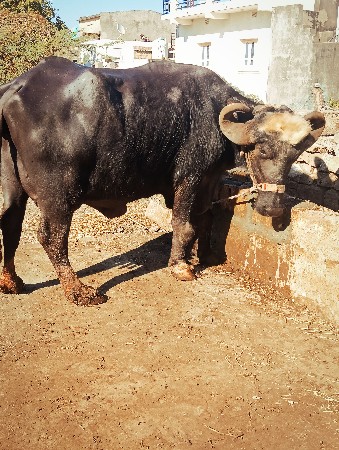 ભેંસ વેચવાની છે