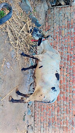 થંબનેલ 2