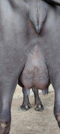 ભેંસ વેચવાની છે