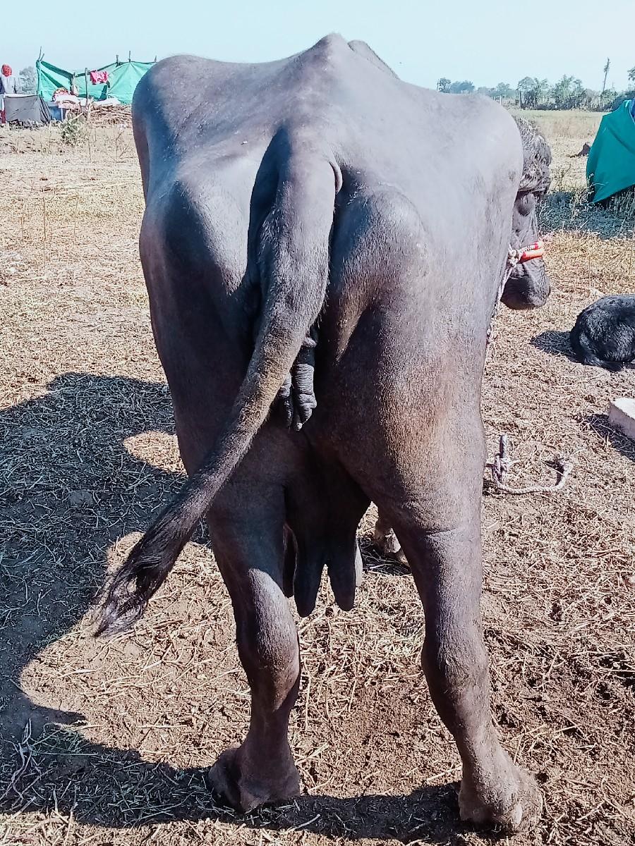 થંબનેલ 3