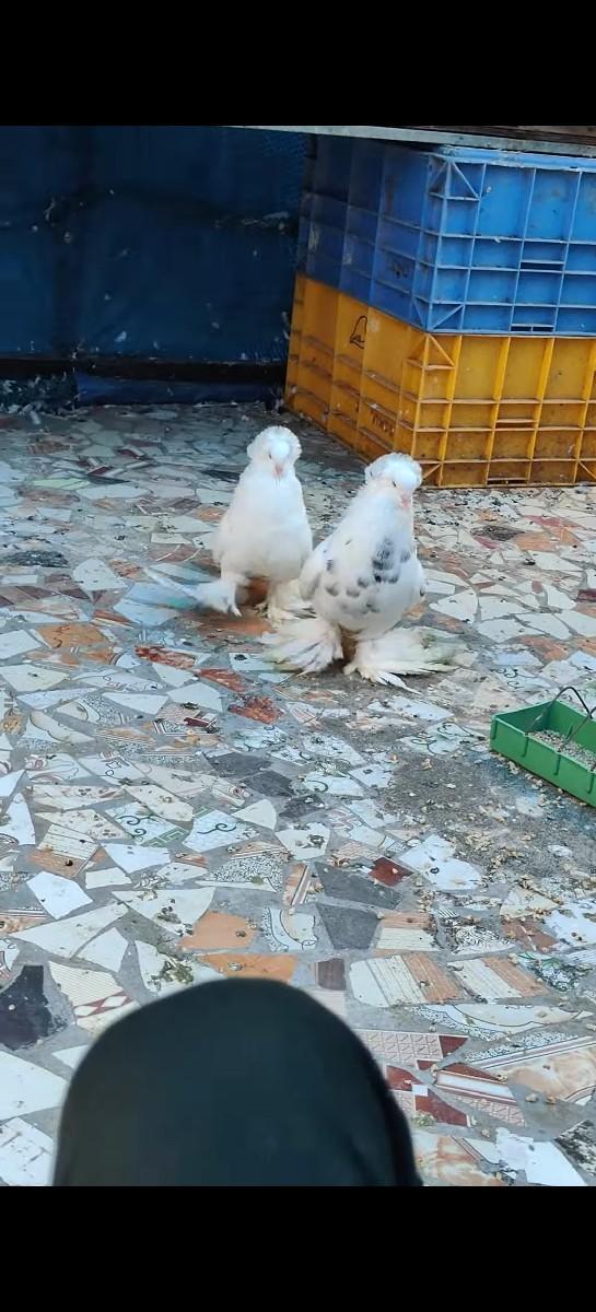 થંબનેલ 3