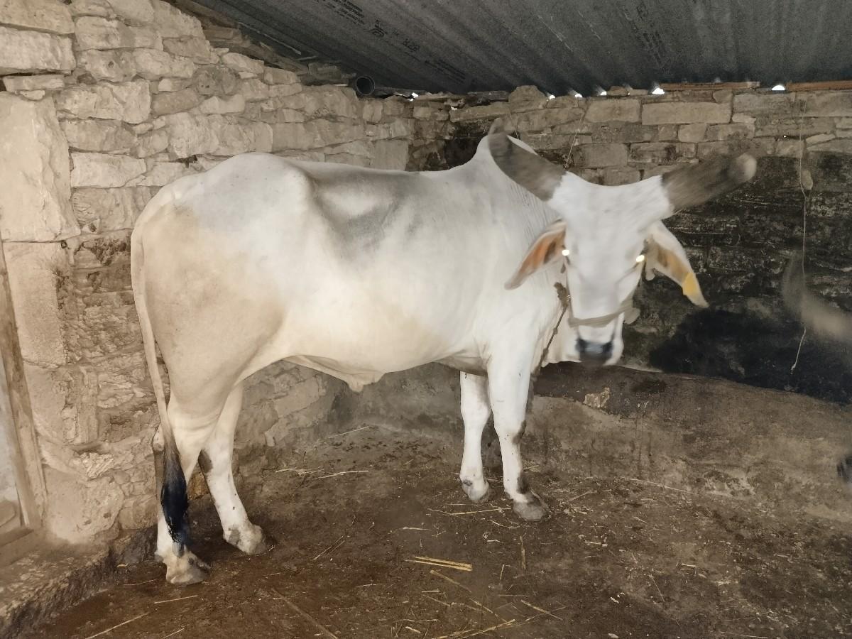 વઢિયાર સે