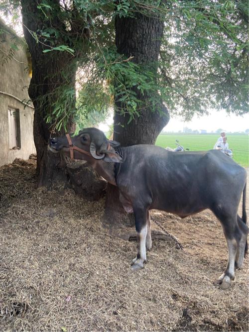 ખડેલું વેચવા નું છે