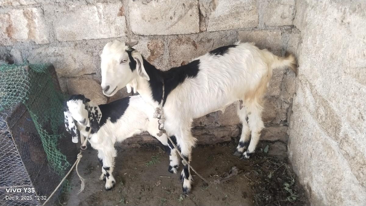 થંબનેલ 2