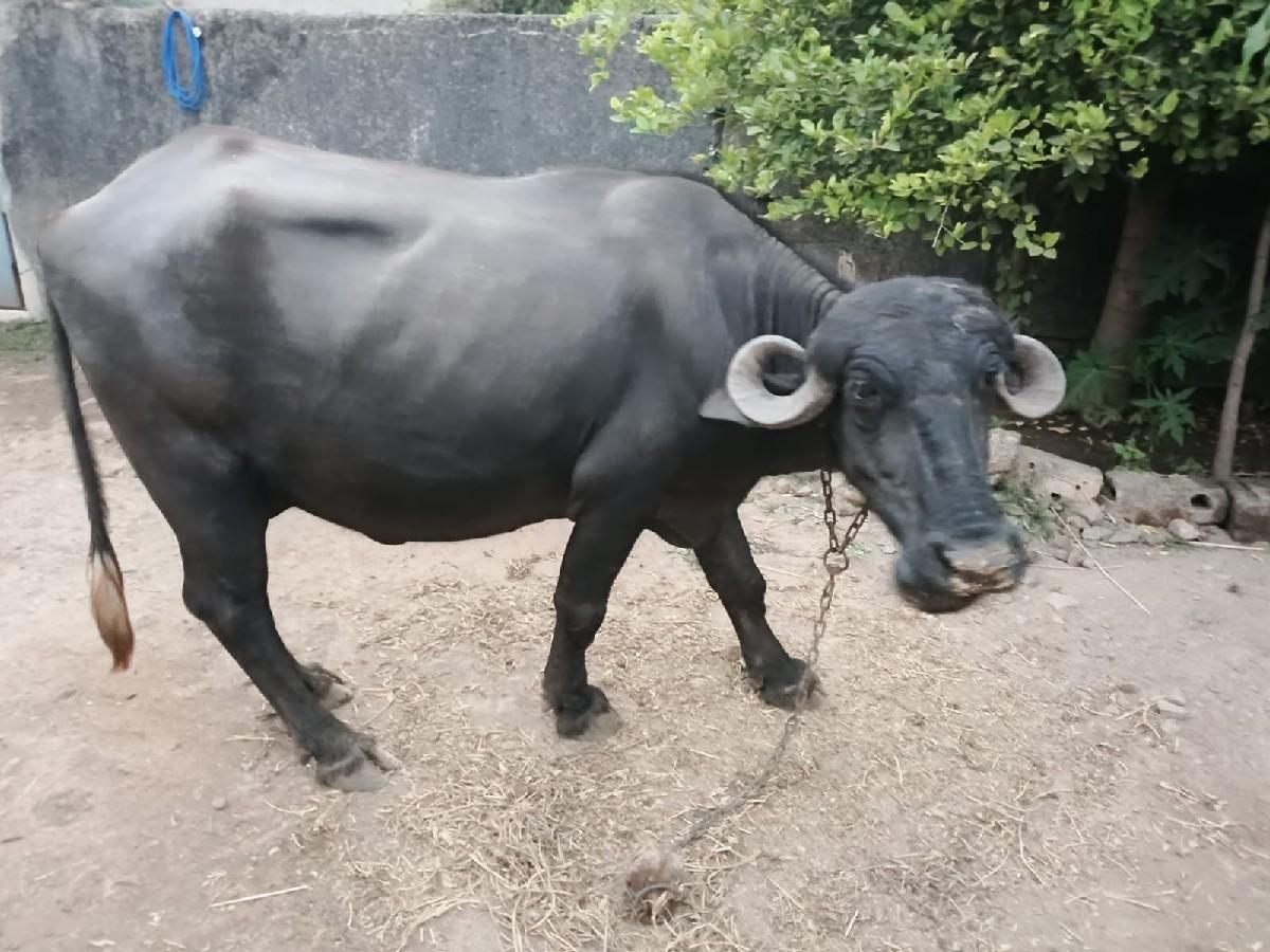 ભેસ વેચવાની છે