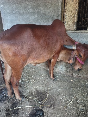 થંબનેલ 2