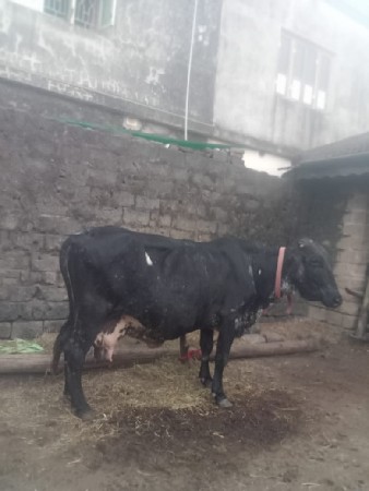 h f gay vechvanichhe