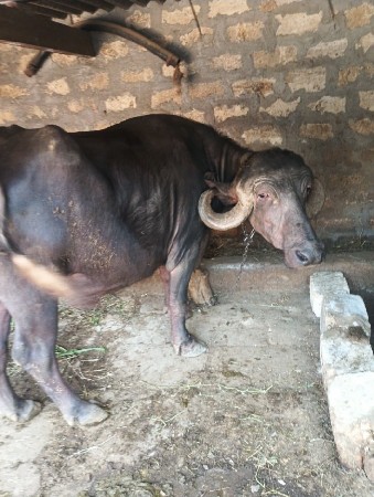 થંબનેલ 3