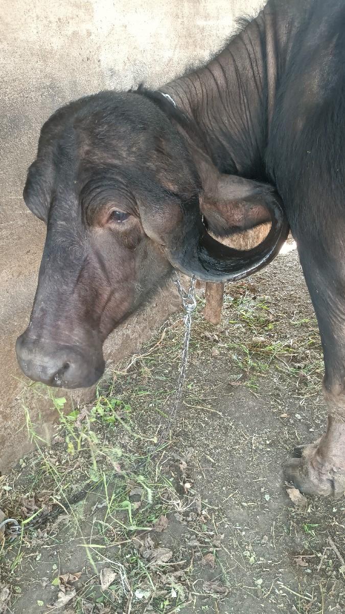 थंबनेल 3