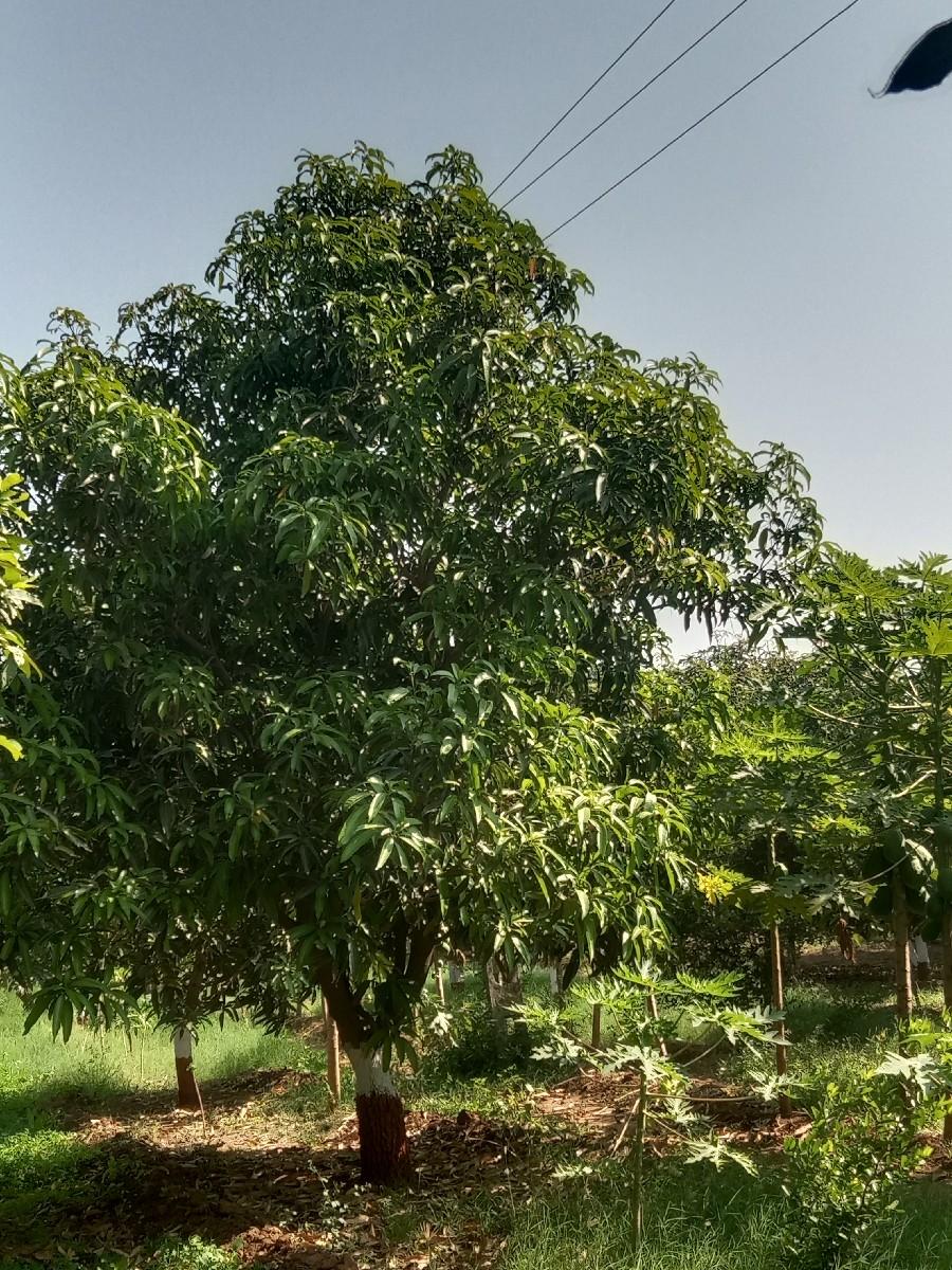 કેસર કેરી નો ઈજારો