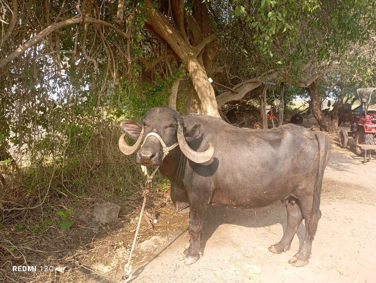 थंबनेल 2