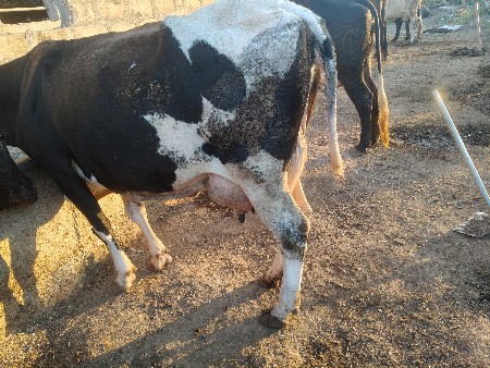 ગાય આપવાની છે