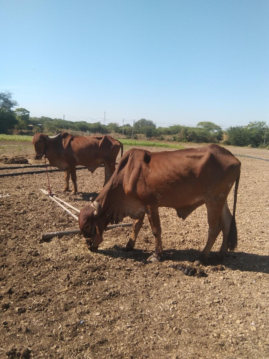 ગોઠલા વેચવાના છે