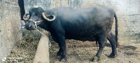 ભેંસ વેચવાની છે