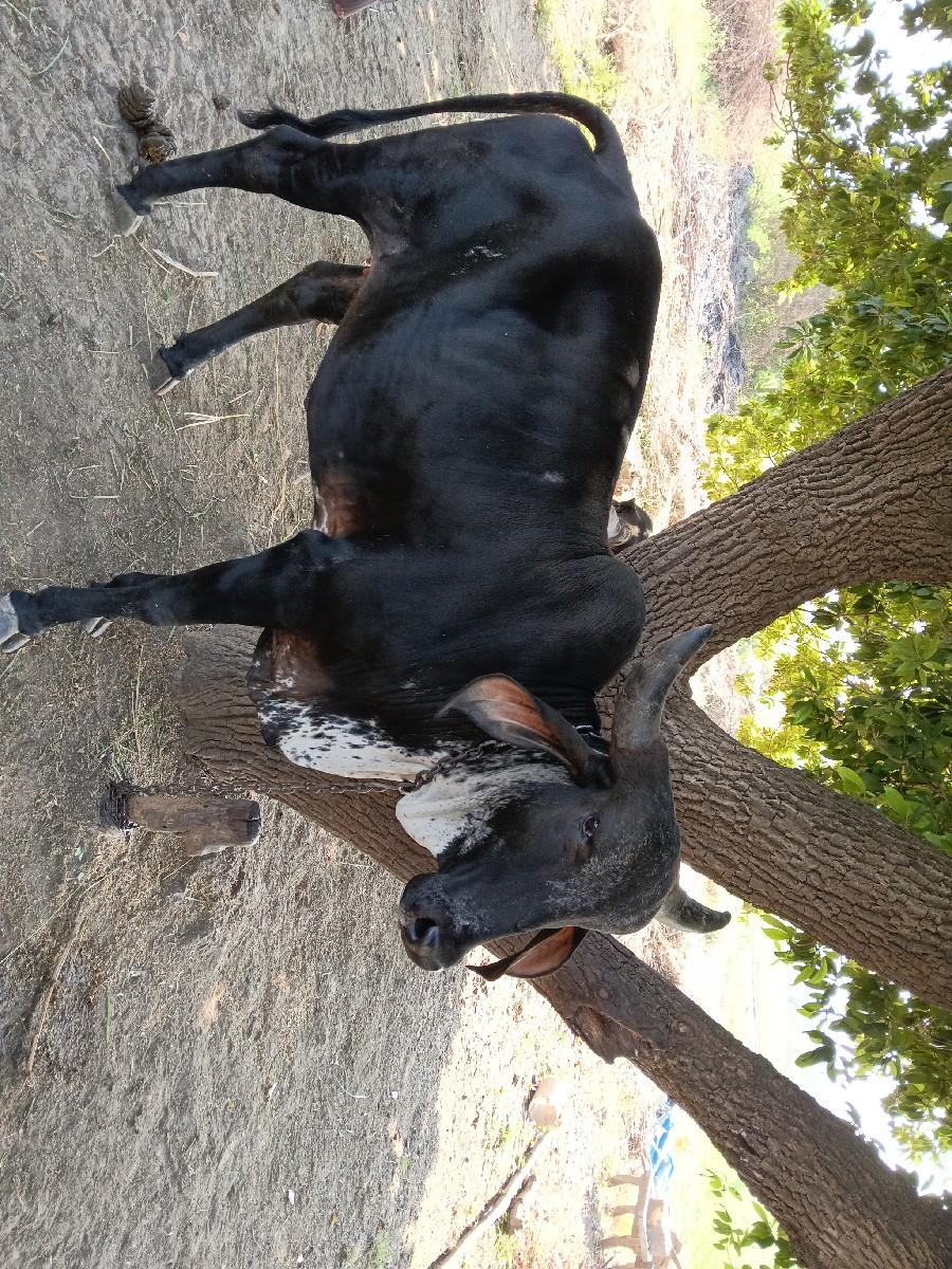 વેસવાનીછે એક મહીનાની ગાભણી છે