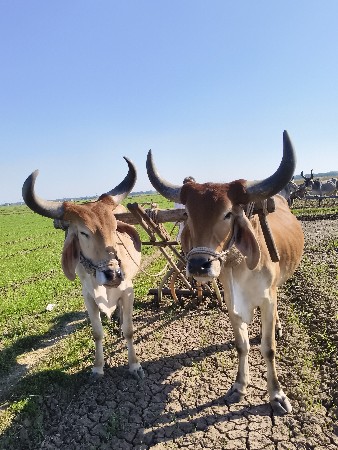 બળદ વેચવાના છે