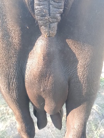 ભીમાભાઇ કોડીયાતર