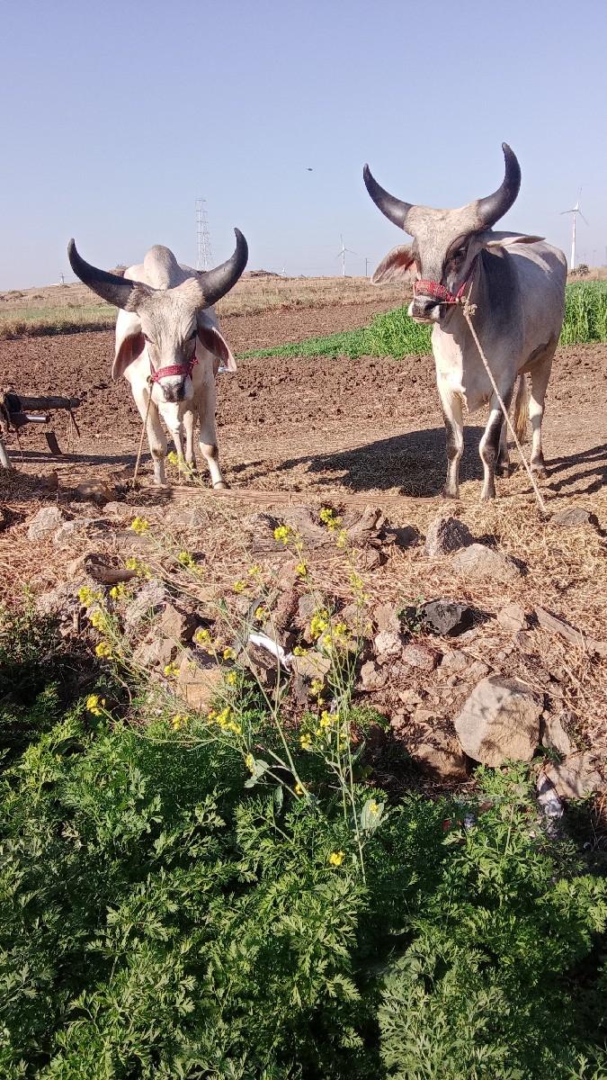 ચાર ચાર દાતે