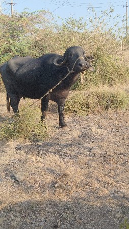 થંબનેલ 2