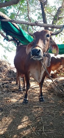 વેચવાની