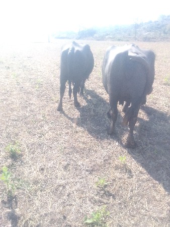 બે ભેહુ વેચવાની હે એક બીજુ વેતર તજુ