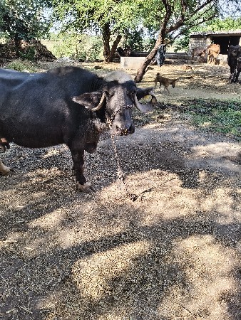 थंबनेल 3