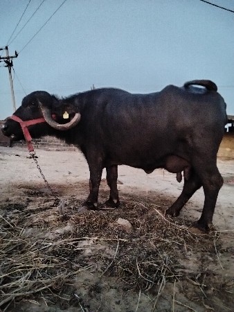 થંબનેલ 3