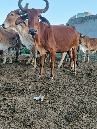 ગાય વેચવાની સે