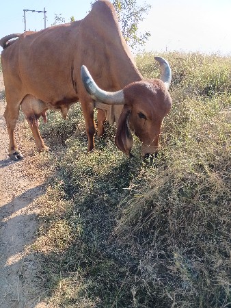 ગાય વેચવાની છે