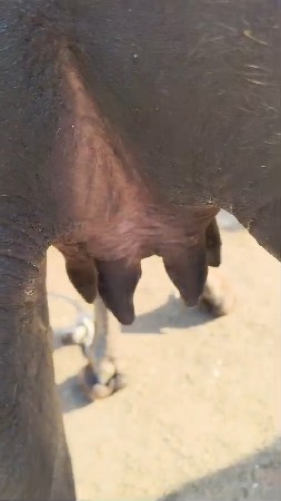 थंबनेल 3