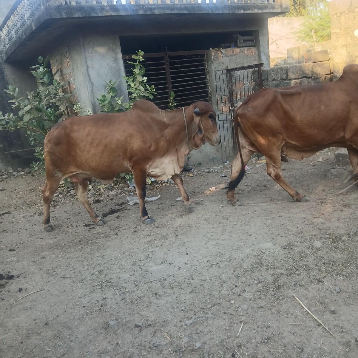 थंबनेल 2