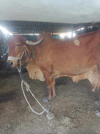 થંબનેલ 3