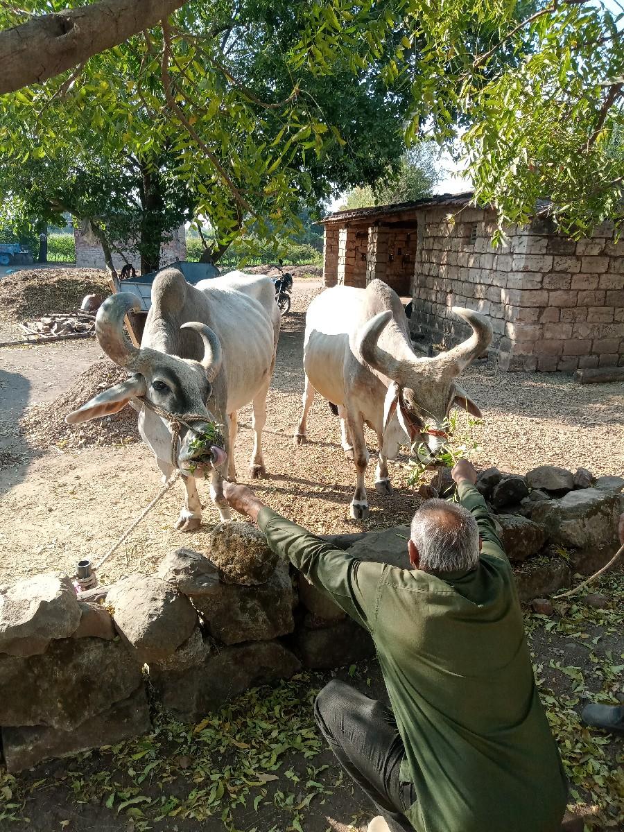 બળદ વેચવાના છે