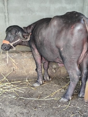 મારે  ભેંશ  લેવાની છે