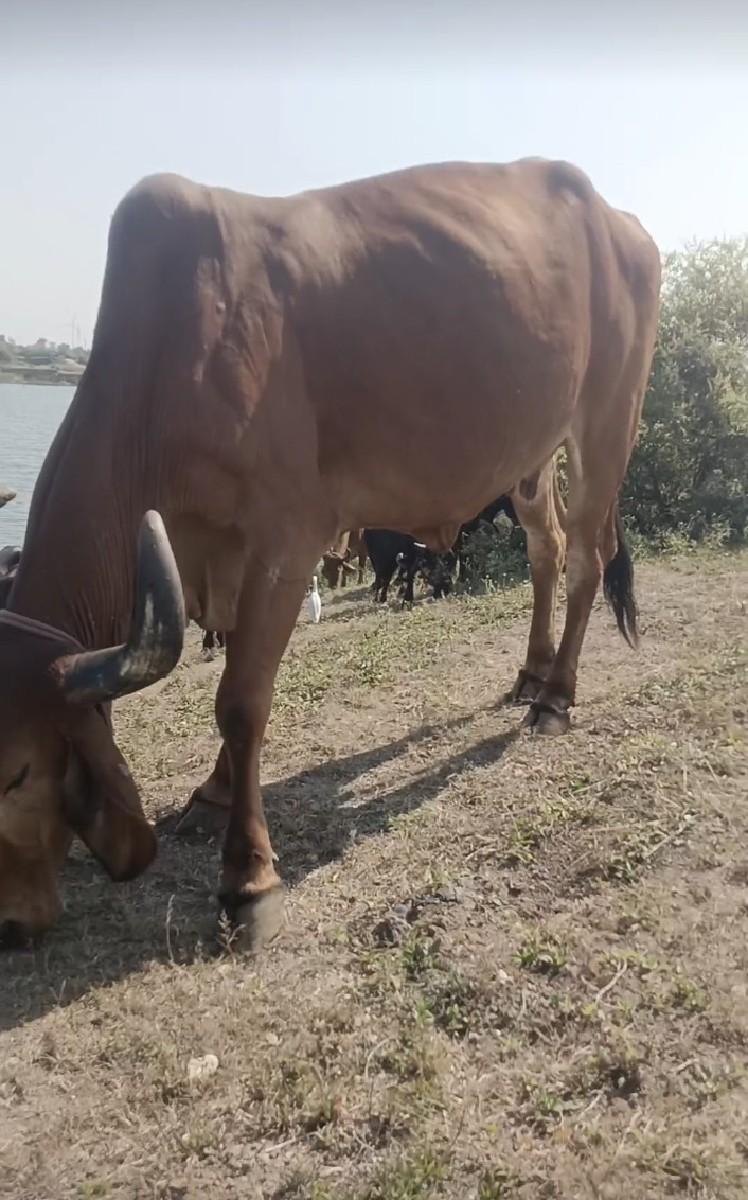 સાટા પણ કરવા છે