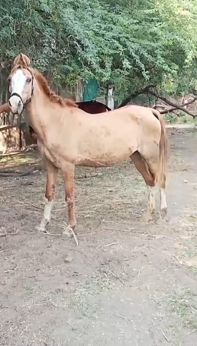 थंबनेल 3