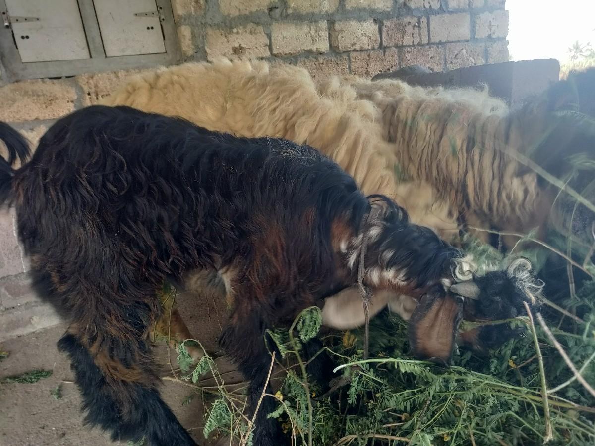 थंबनेल 3